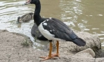 Poluklista
